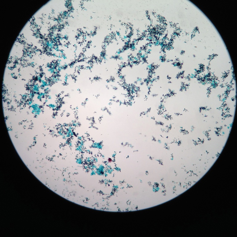 Some cells under the microscope. - 大鲵小站
